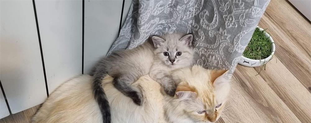 Puiuti Ragdoll de vanzare