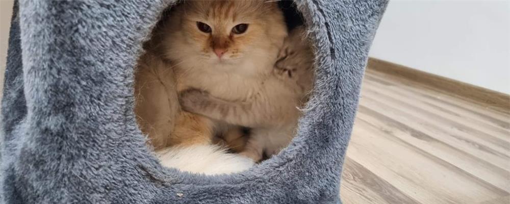 Puiuti Ragdoll de vanzare