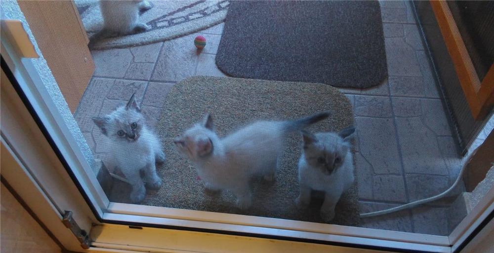 Puiuti Ragdoll de vanzare