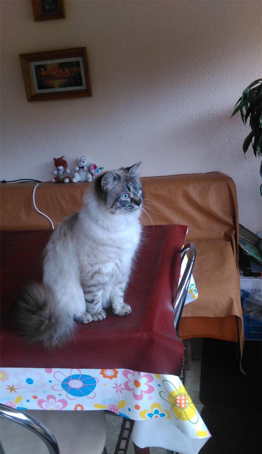 Puiuti Ragdoll de vanzare