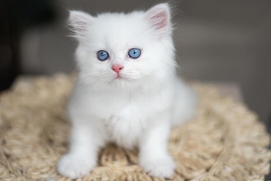 Puiuti Scottish Fold, straight, white, golden tabby, silver chinchilla