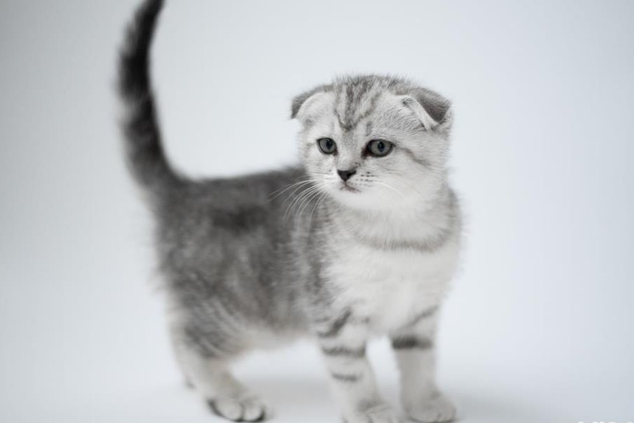 Puiuti Scottish Fold, straight, white, golden tabby, silver chinchilla