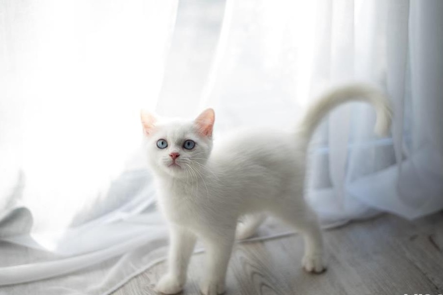 Puiuti Scottish Fold, straight, white, golden tabby, silver chinchilla