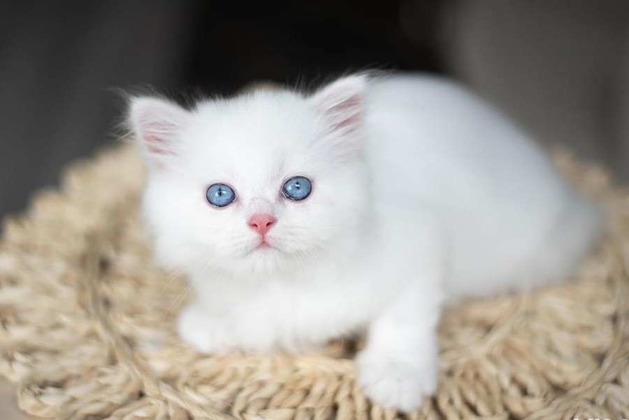 Puiuti Scottish Fold, straight, white, golden tabby, silver chinchilla