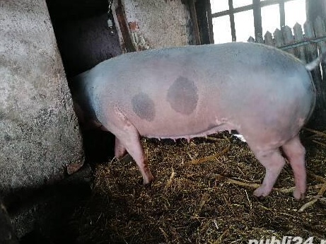 Purcea de carne