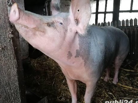 Purcea de carne
