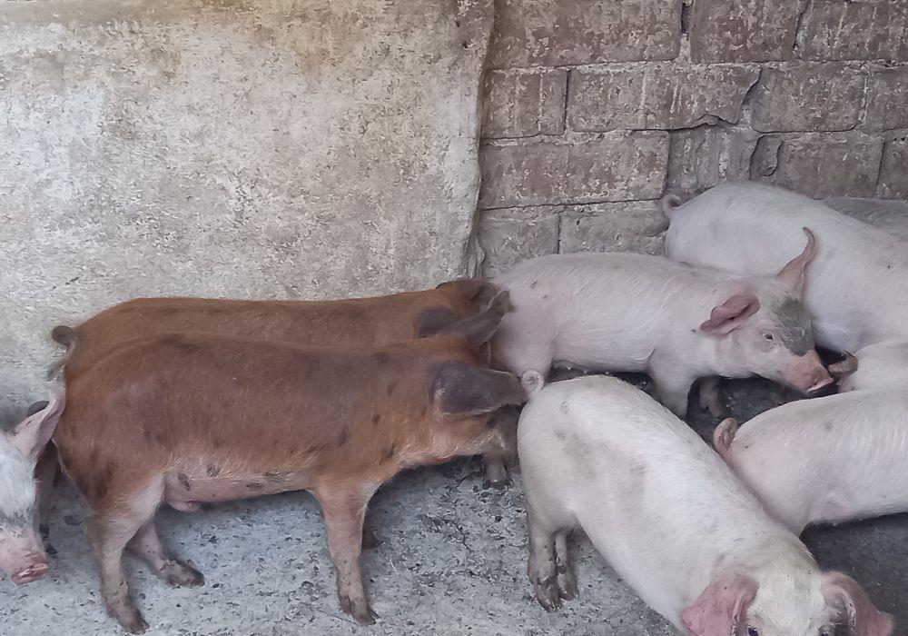 purcei 10 saptamani
