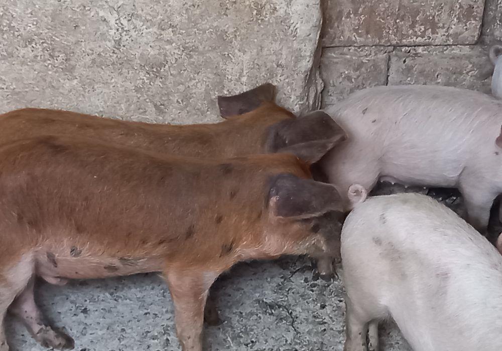 purcei 10 saptamani
