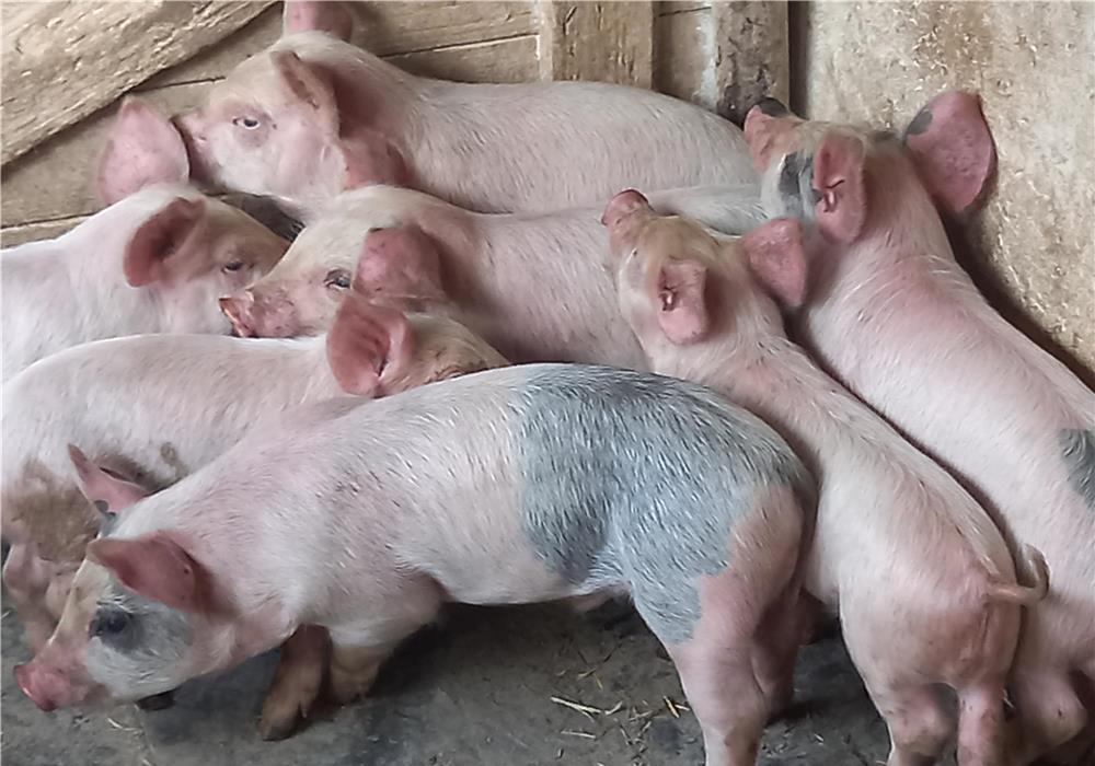 purcei 220 lei bucata
