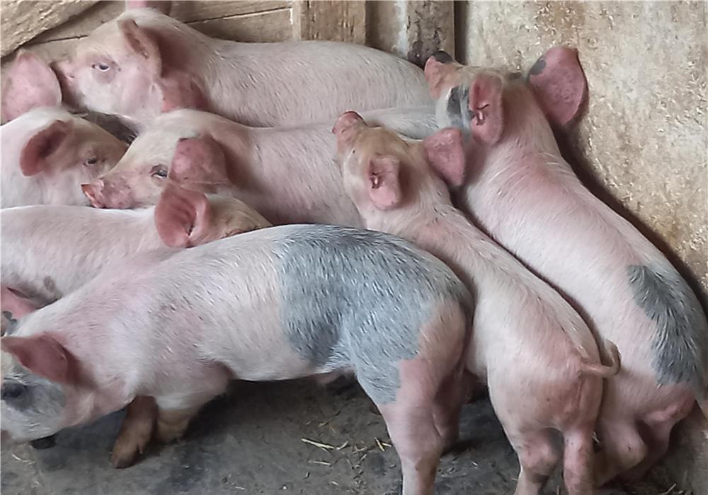 purcei 220 lei bucata