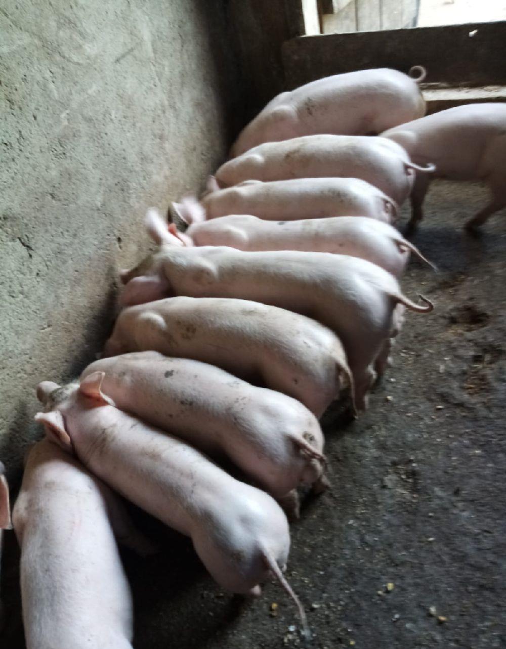 purcei 7 saptamini