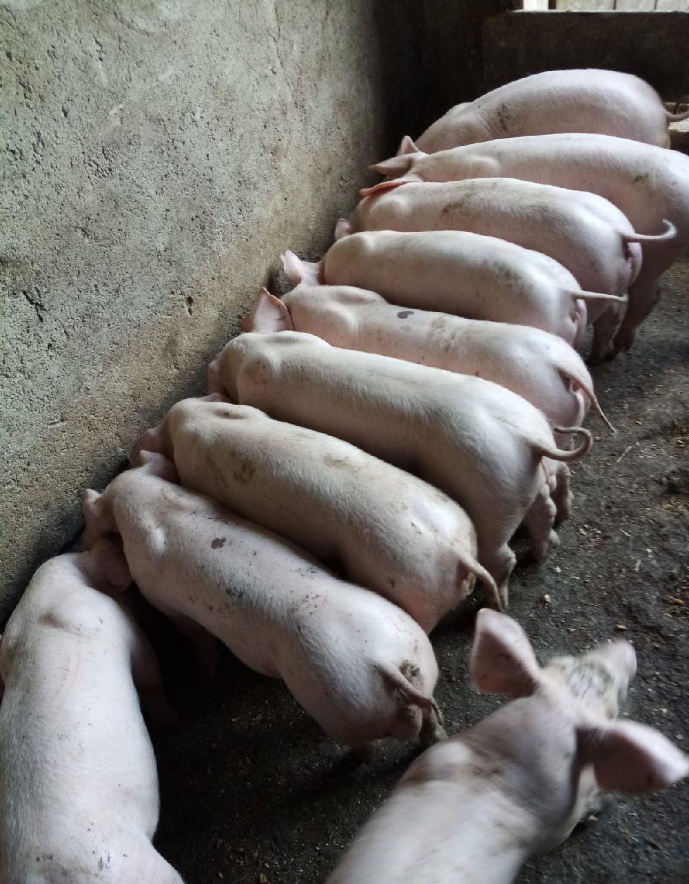 purcei 7 saptamini