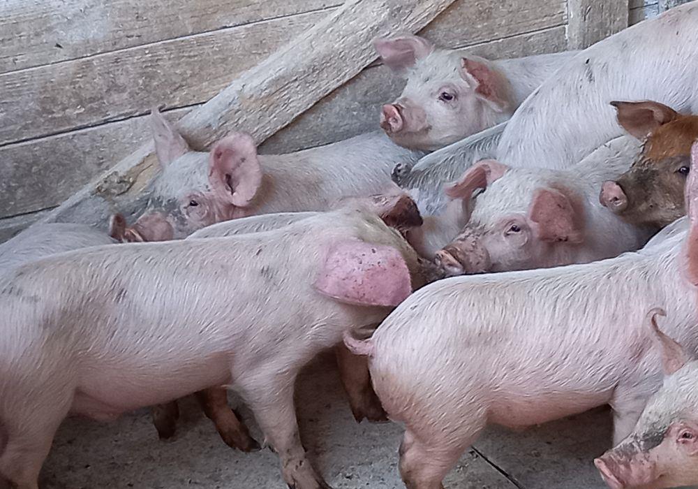 purcei 9 -10 săptămâni