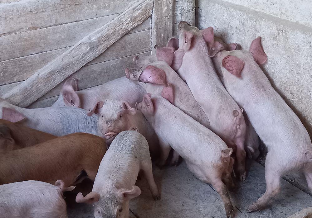 purcei 9 -10 săptămâni