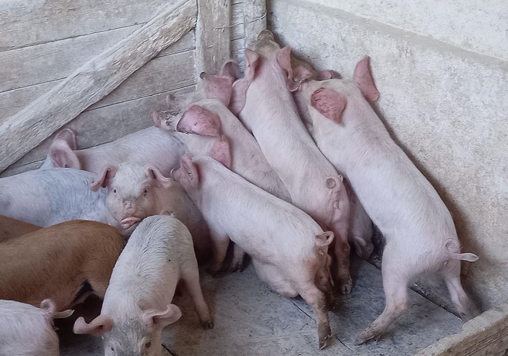 purcei 9 -10 săptămâni
