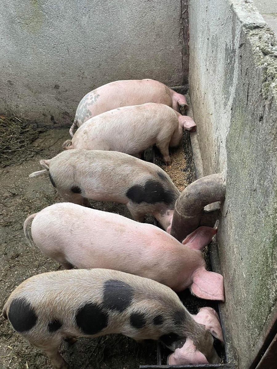 Purcei de 7 săptămâni