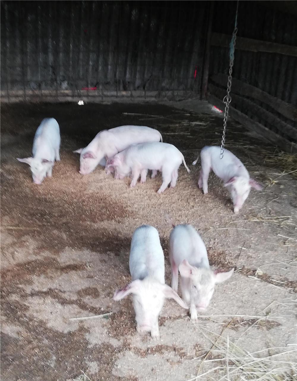 Purcei de 7 săptămâni rasă landras