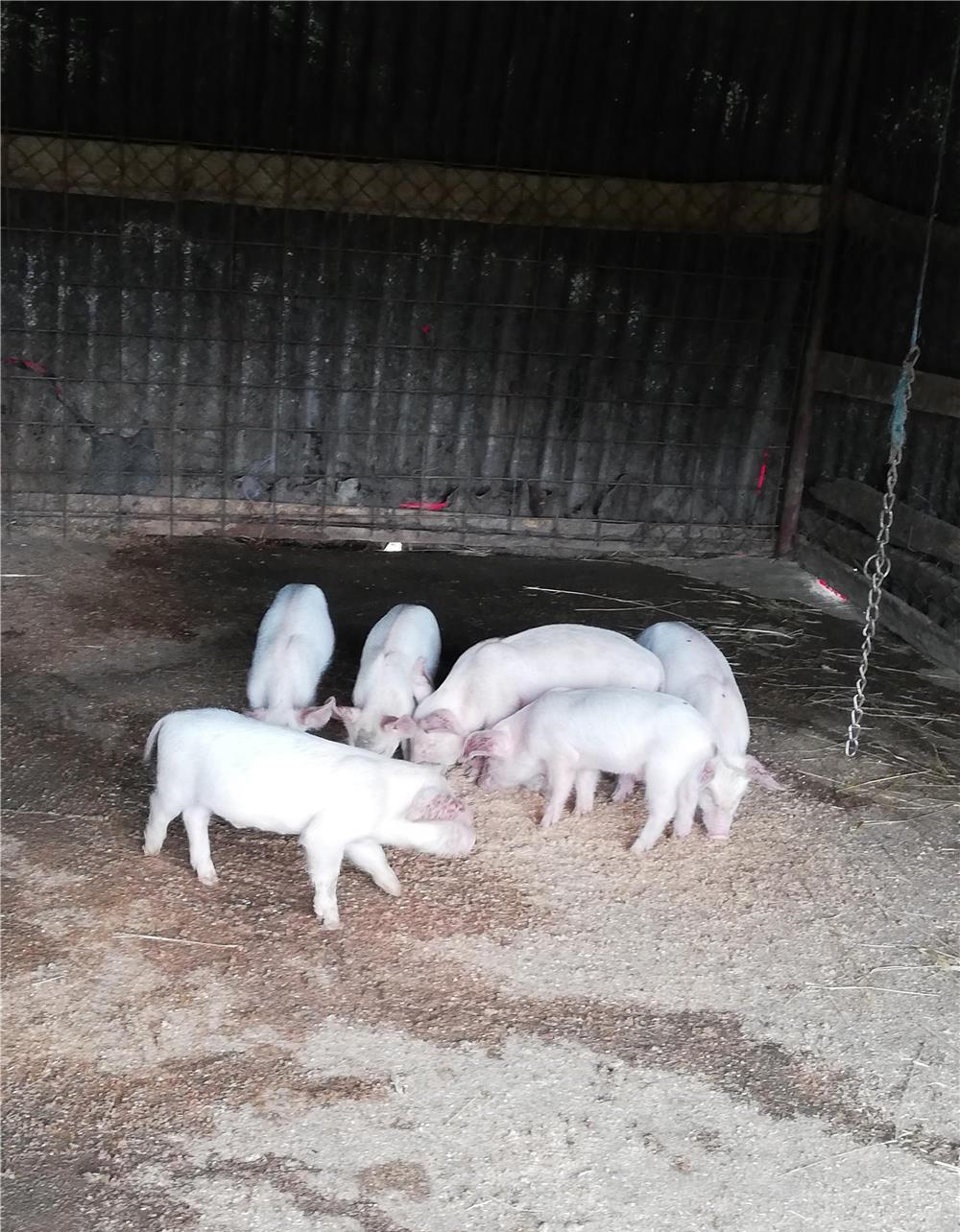 Purcei de 7 săptămâni rasă landras