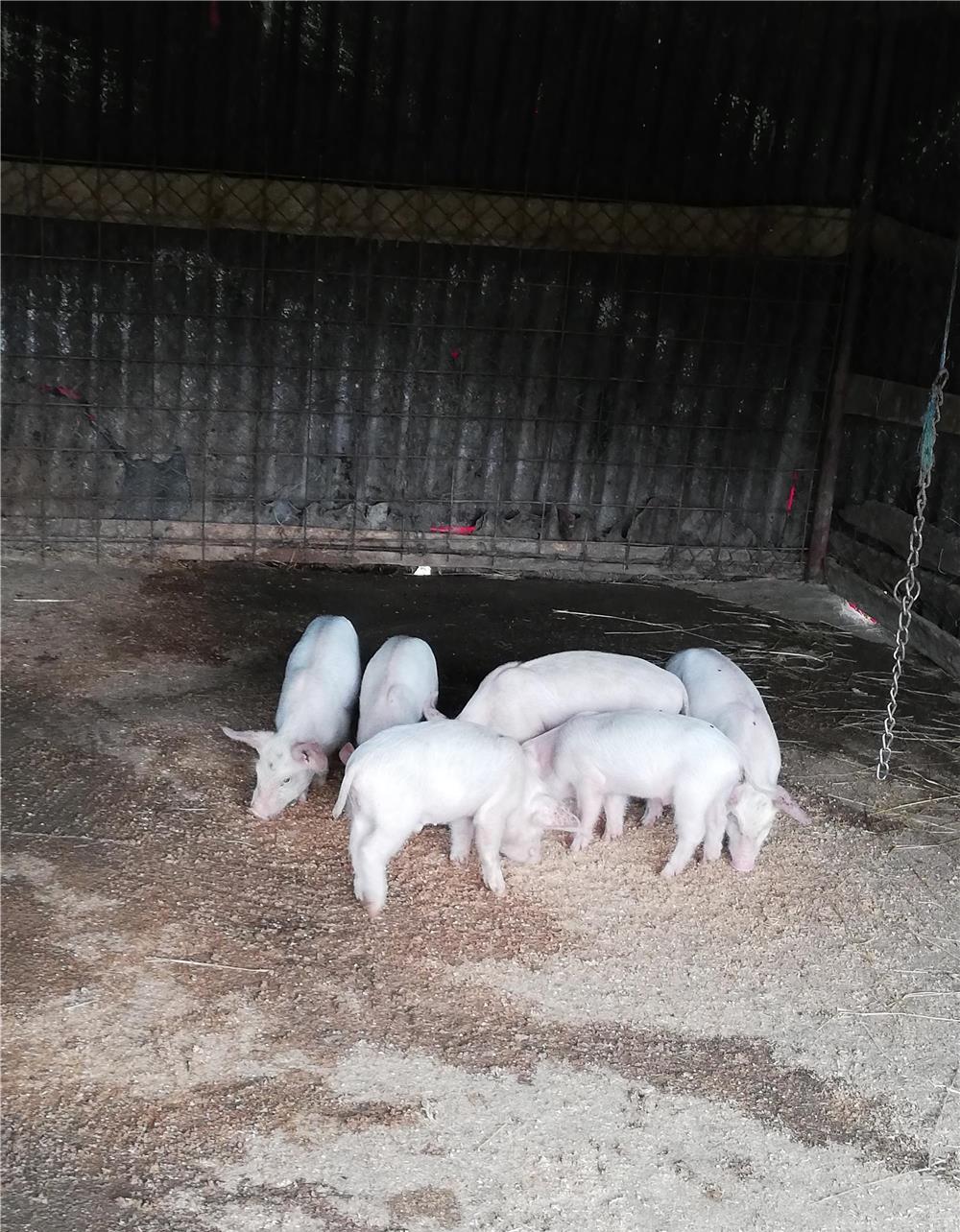 Purcei de 7 săptămâni rasă landras