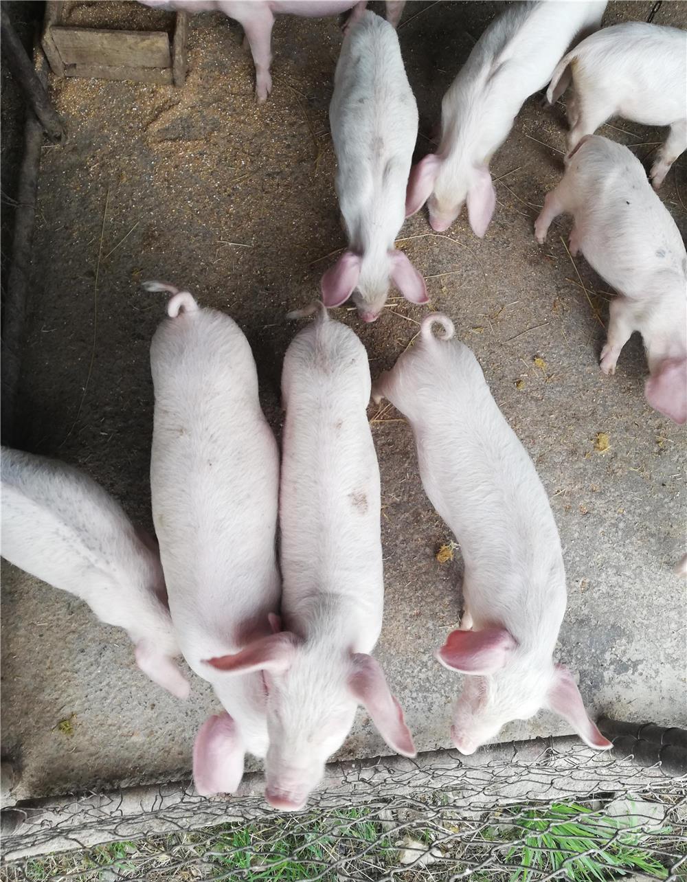 Purcei de 7 săptămâni rasă landras