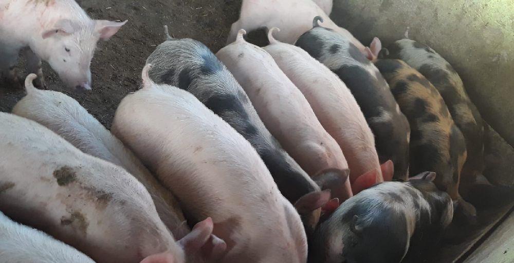 Purcei de Rasă