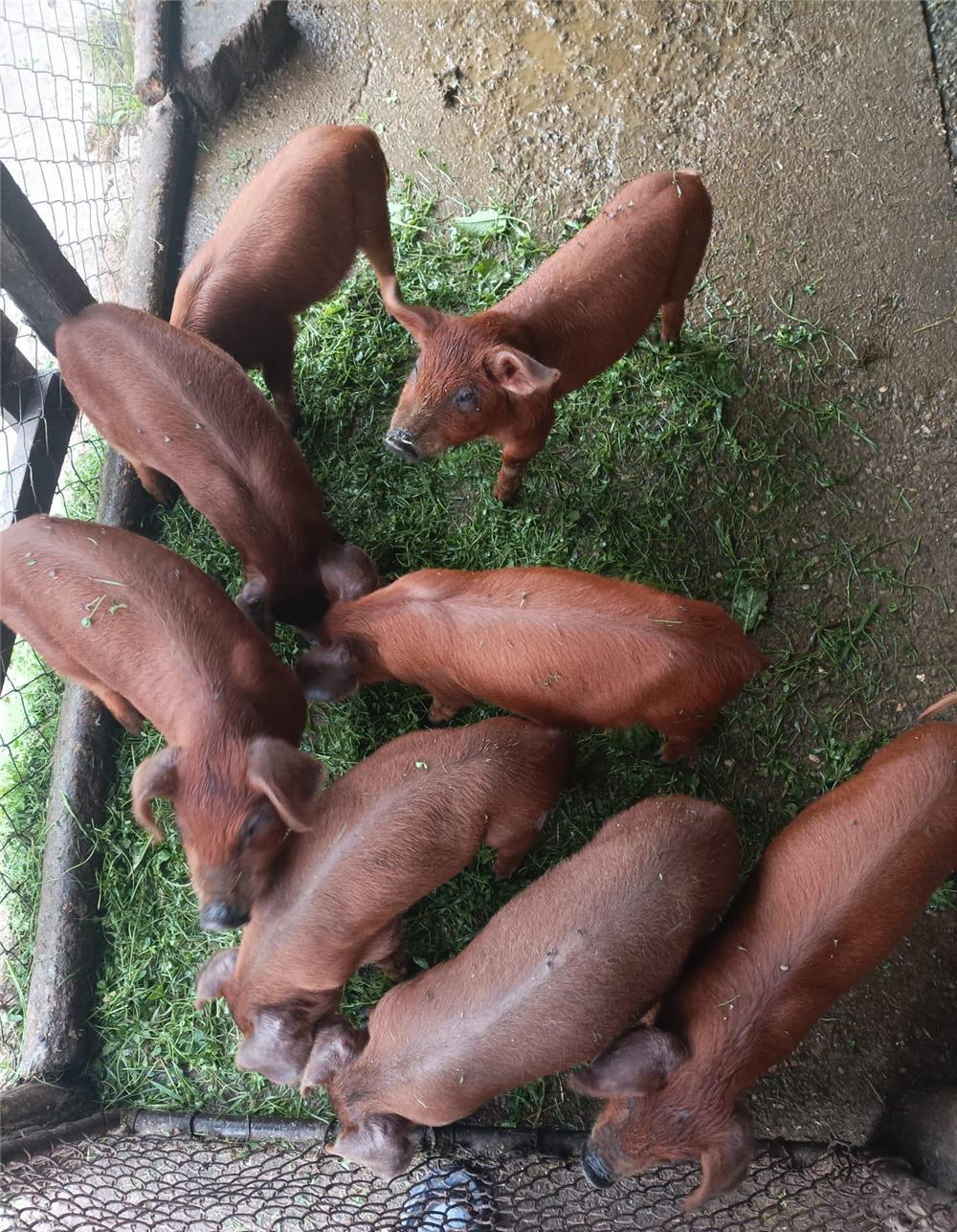 Purcei de vanzare Duroc