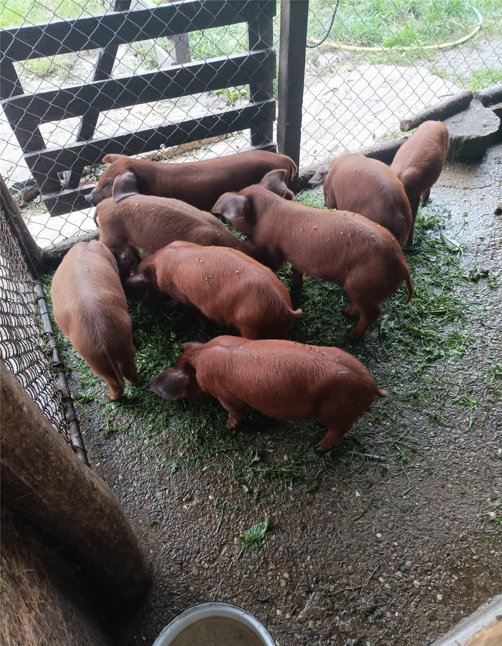 Purcei de vanzare Duroc
