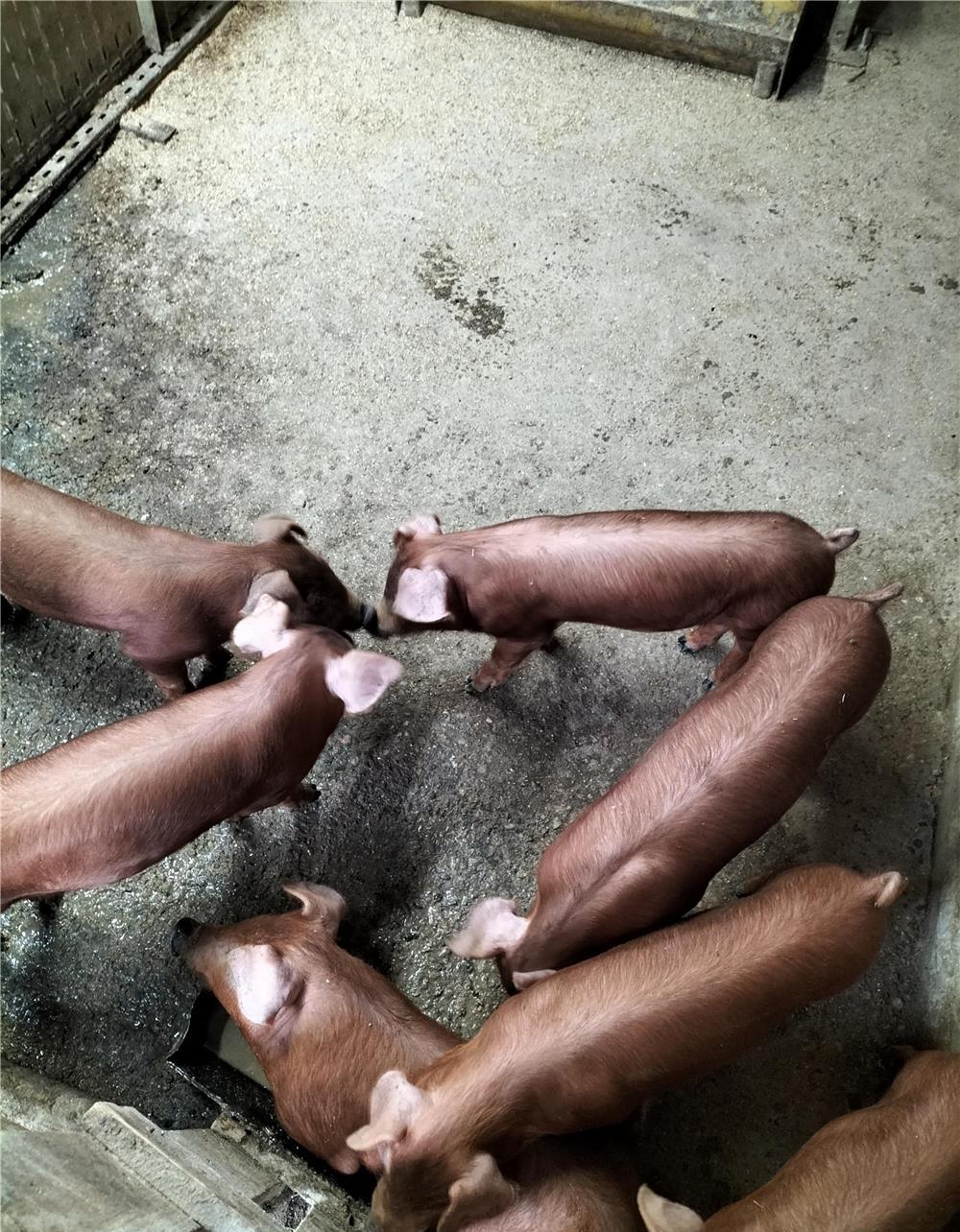Purcei duroc, rasă pură