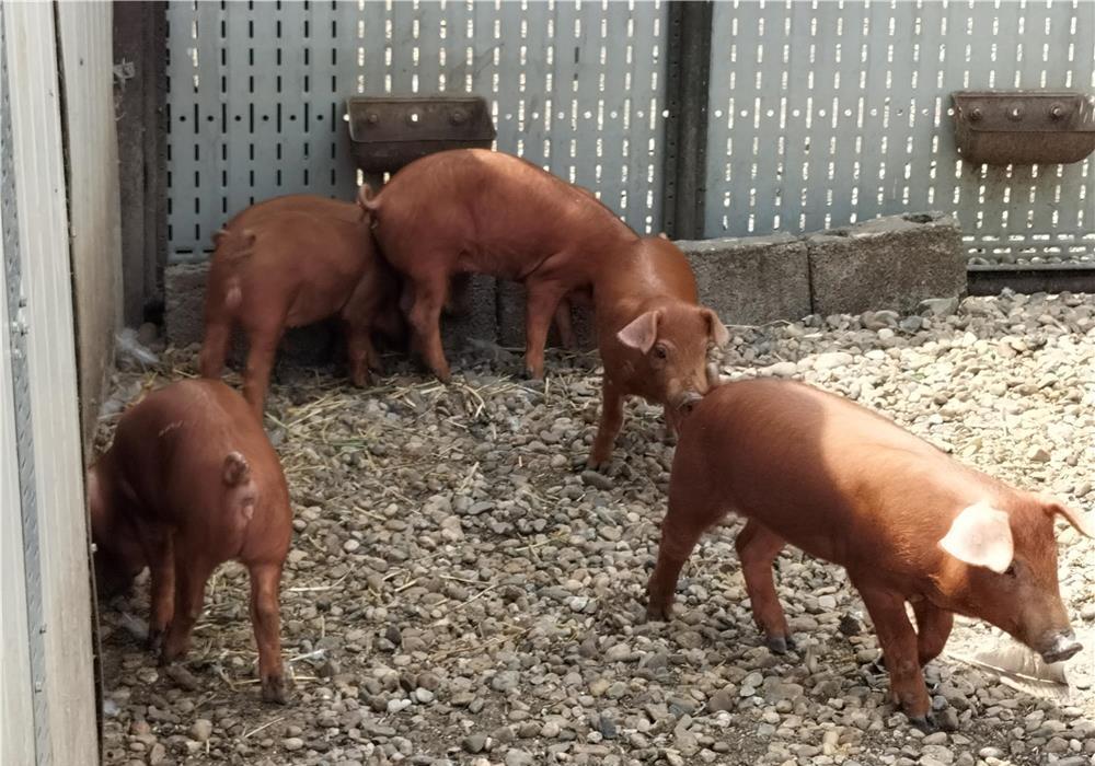 Purcei duroc, rasă pură