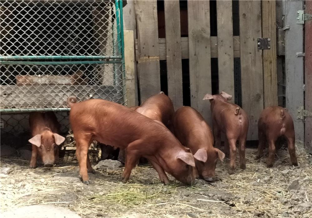 Purcei duroc, rasă pură