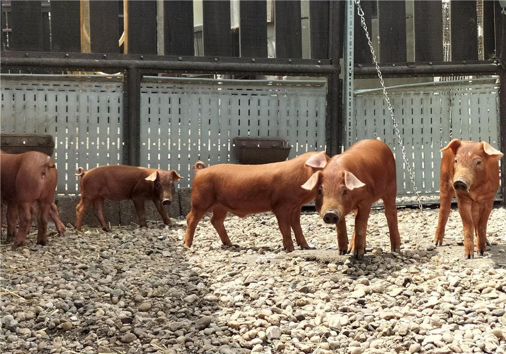 Purcei duroc, rasă pură