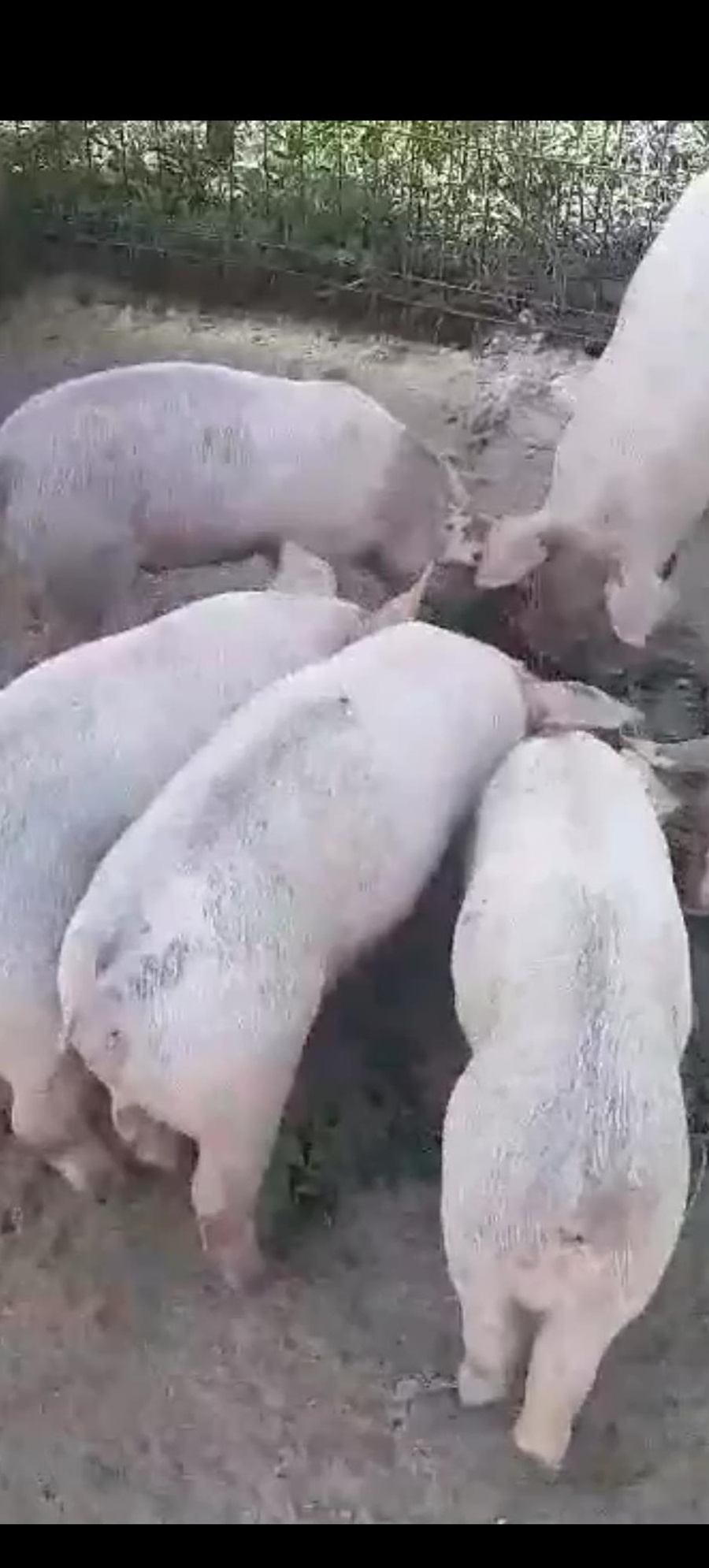 Purcei Duroc x Landrace x Pietrean