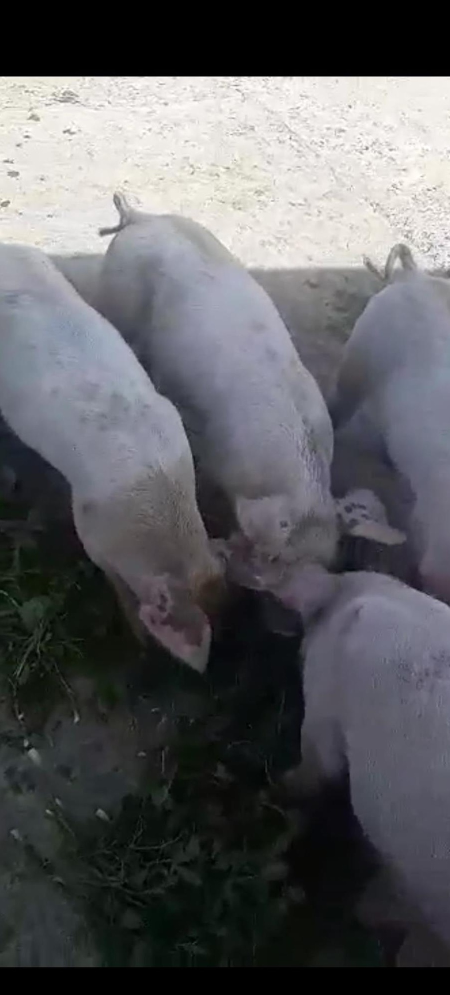 Purcei Duroc x Landrace x Pietrean