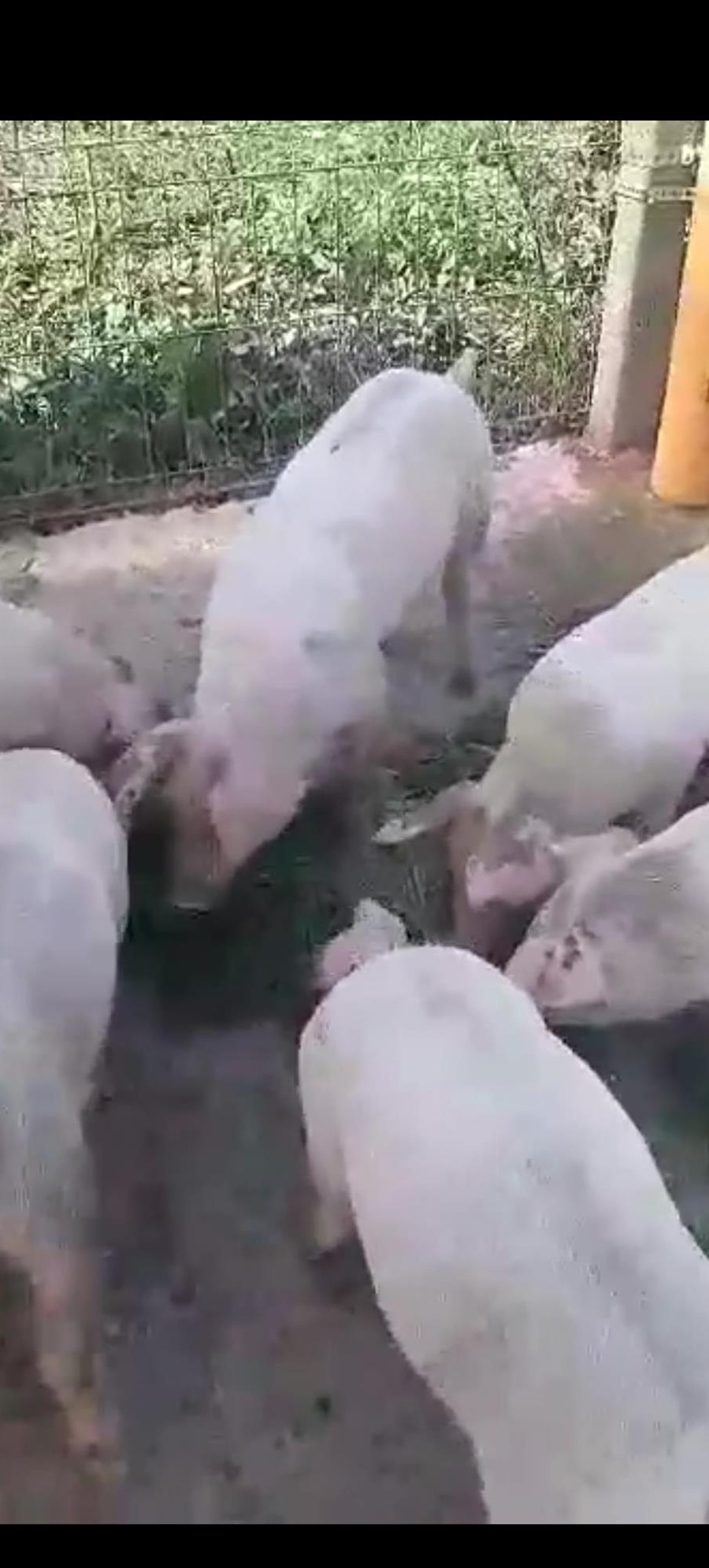 Purcei Duroc x Landrace x Pietrean