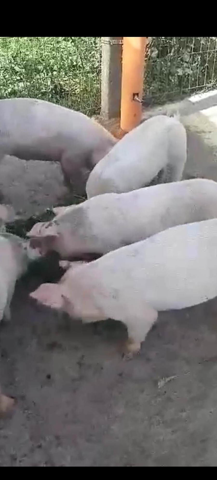Purcei Duroc x Landrace x Pietrean