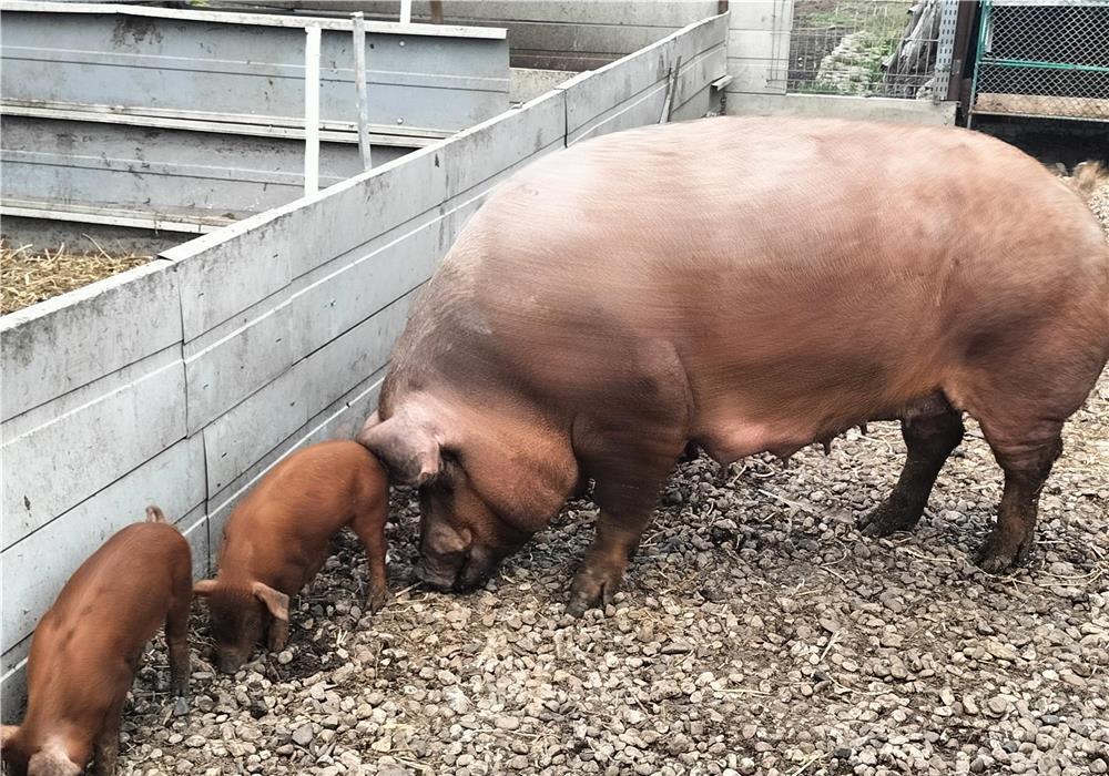 Purcei duroc,7 săptămâni