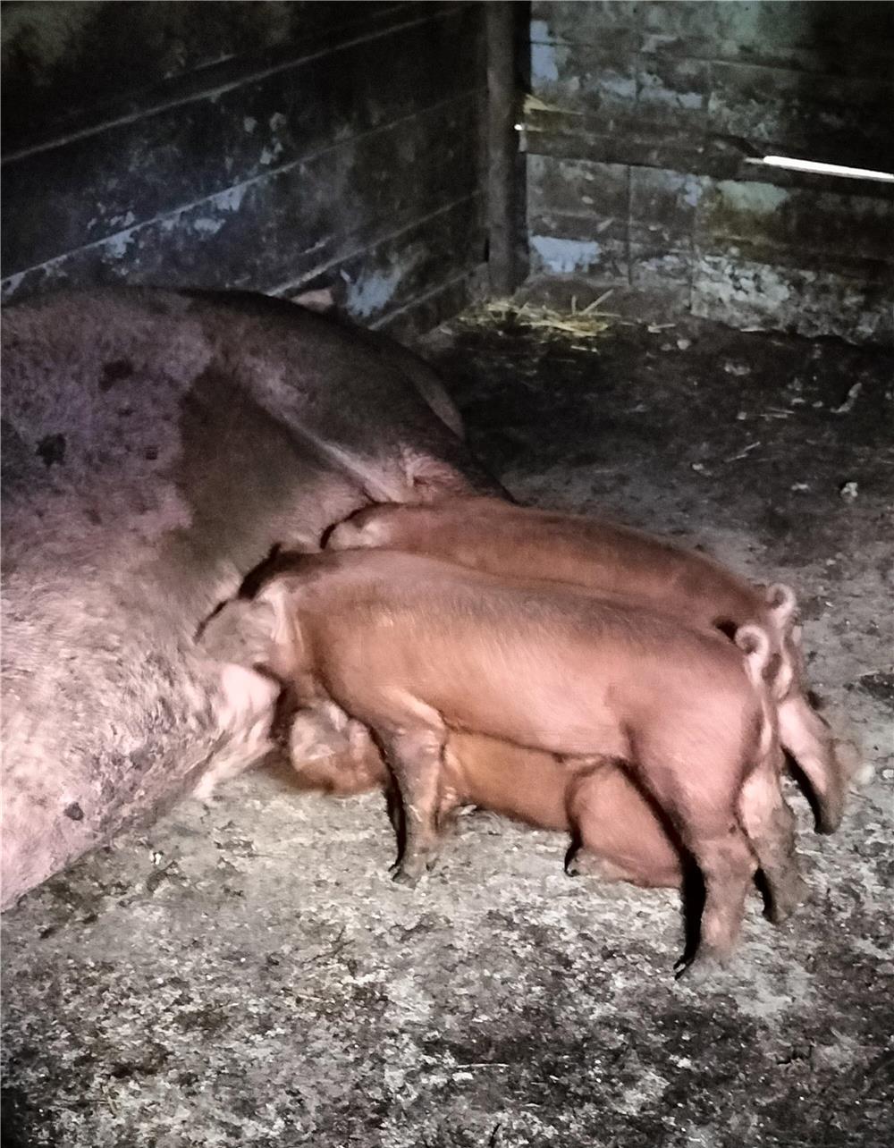 Purcei duroc,7 săptămâni