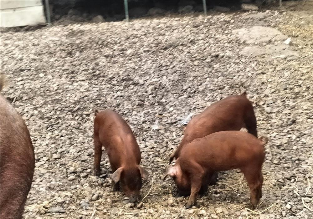 Purcei duroc,7 săptămâni