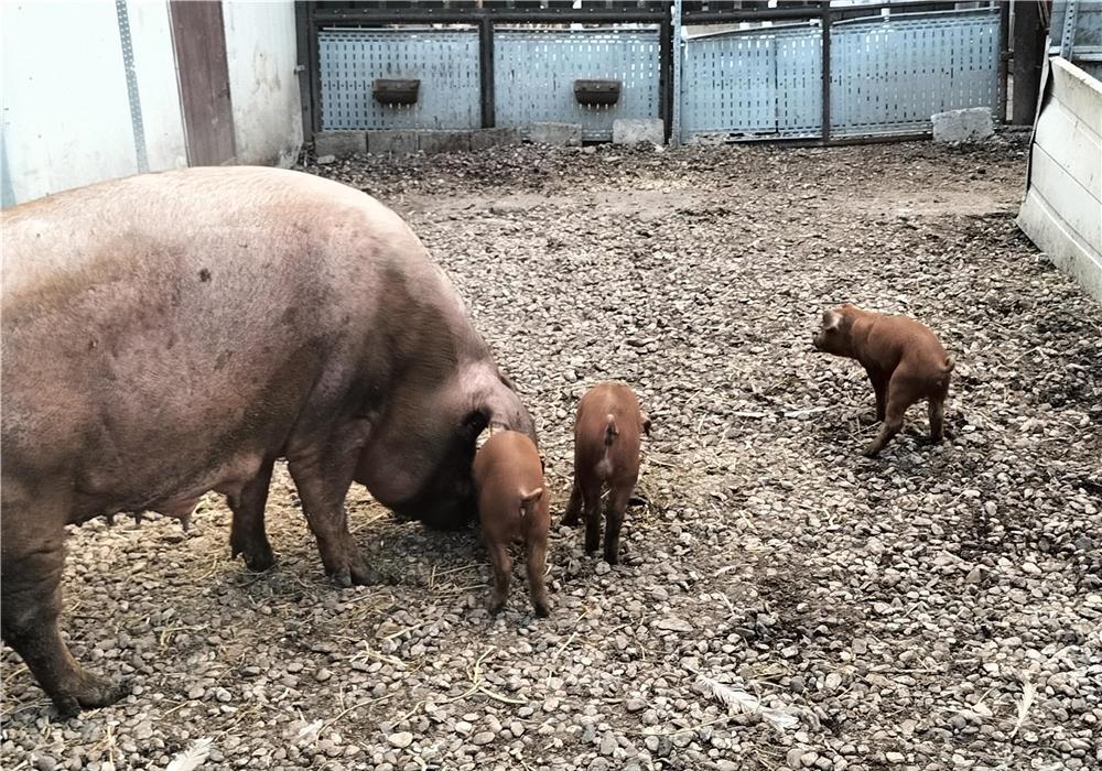 Purcei duroc,7 săptămâni
