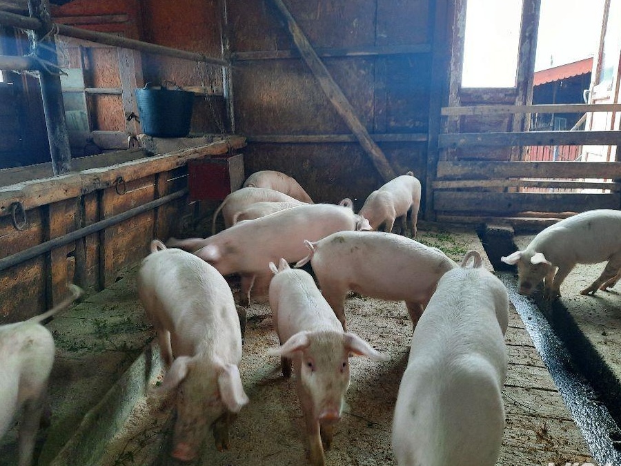 Purcei Landrace