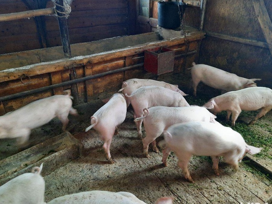 Purcei Landrace