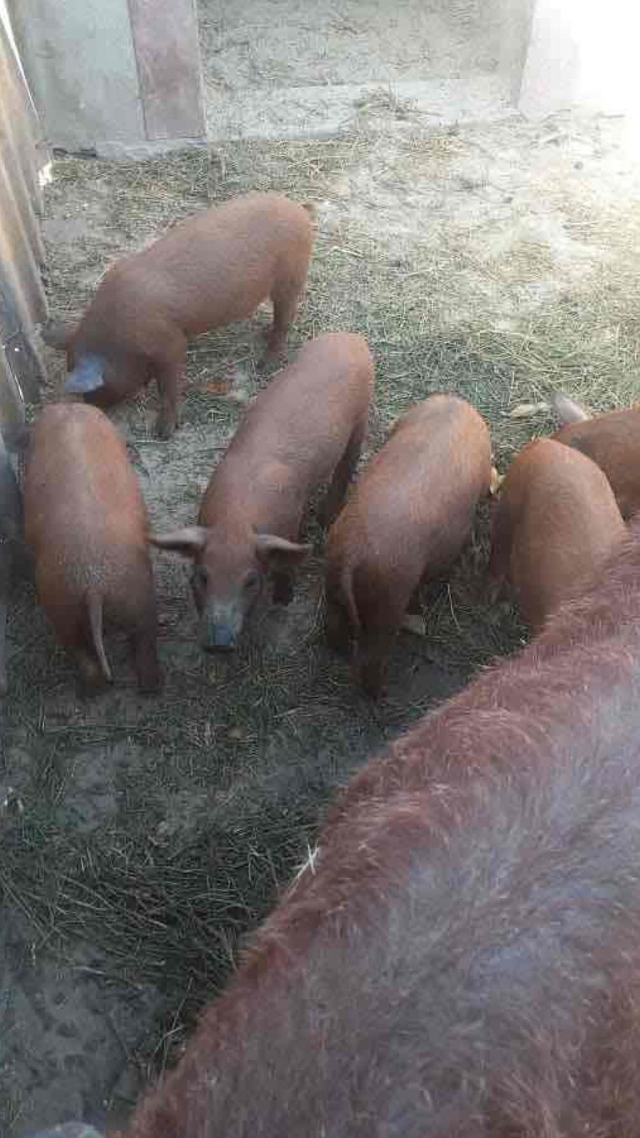 purcei mangalita