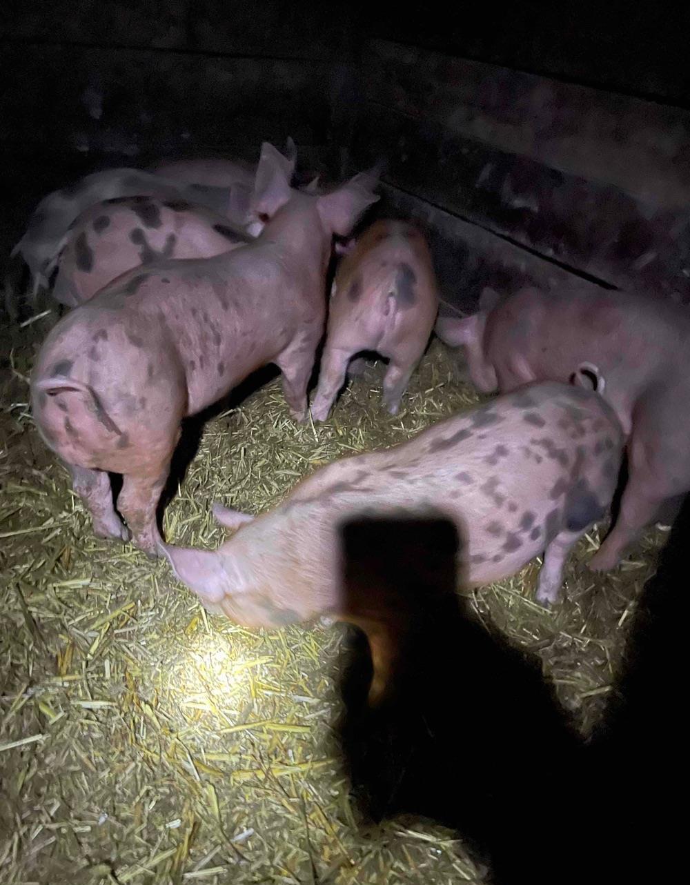 purcei petran cu duroc