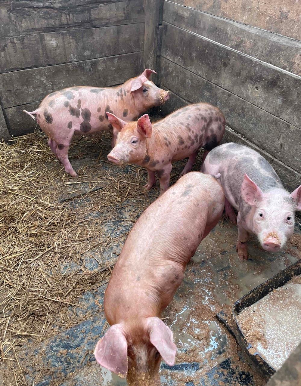 purcei petran cu duroc