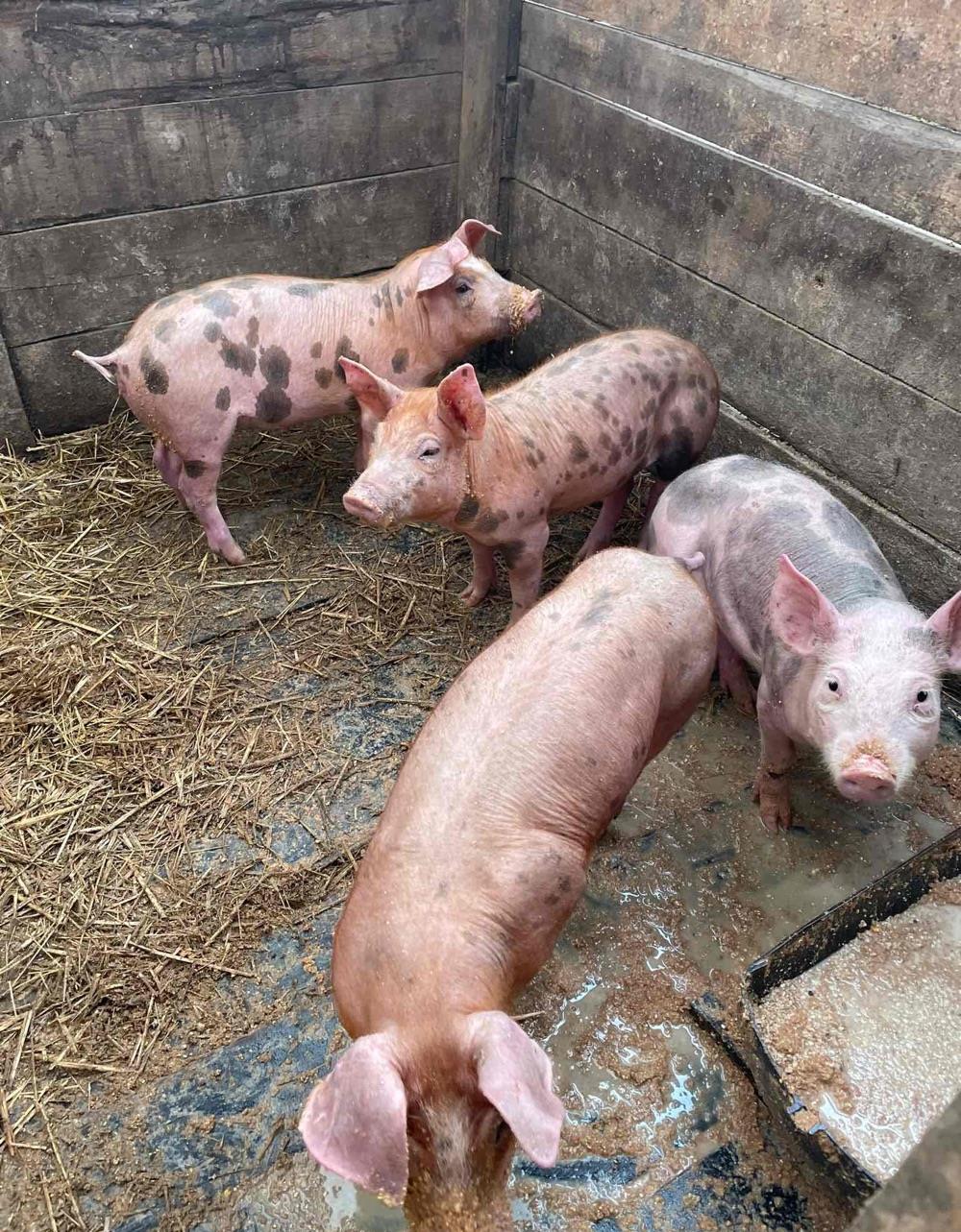 purcei petran cu duroc
