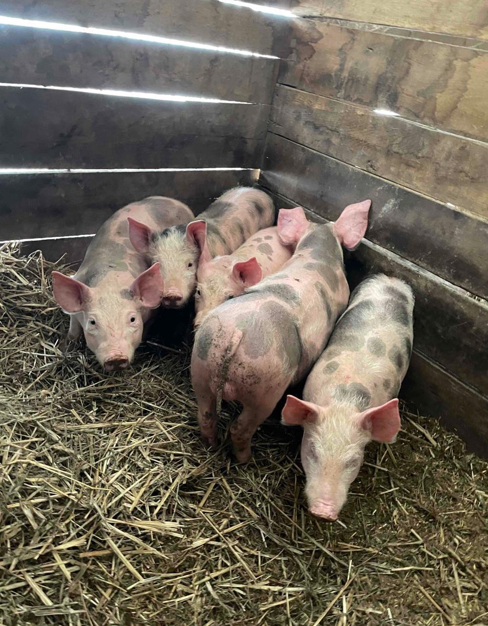 purcei petran cu duroc