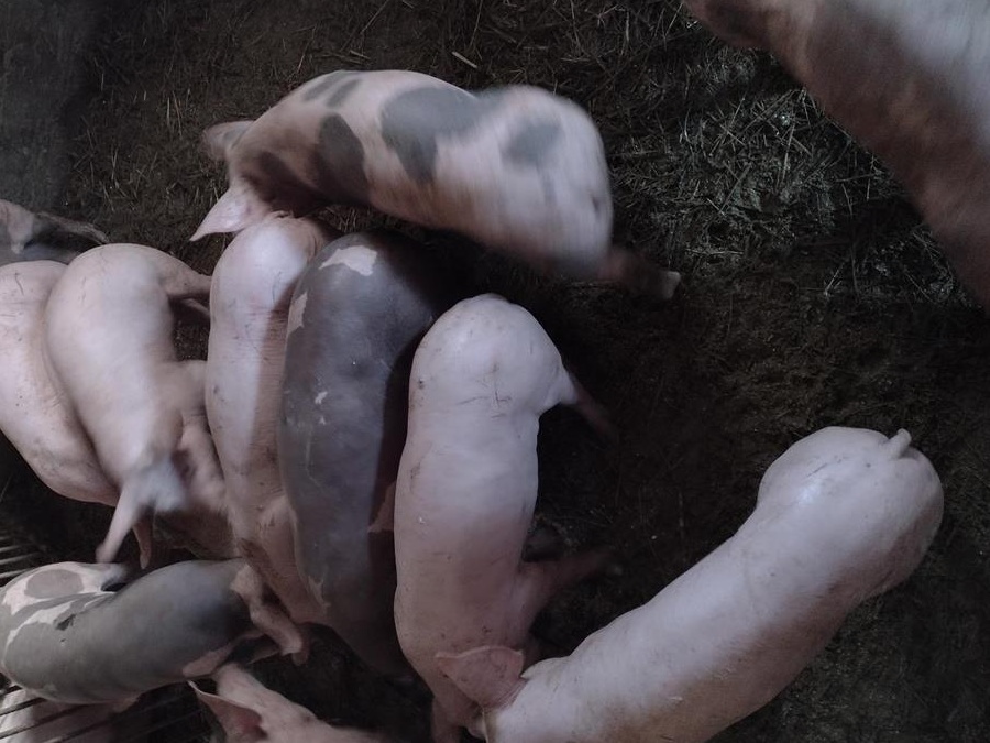 Purcei Petrean Belgian pur și Petrean cu landras