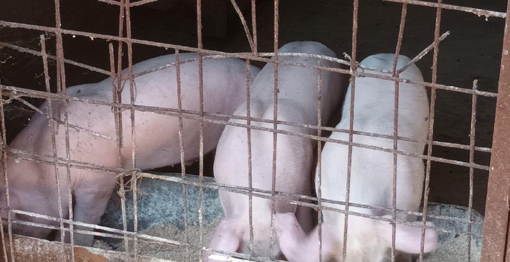 purcei pietrain cu landrace