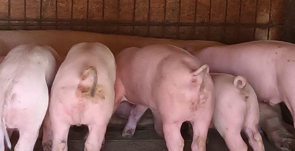 purcei pietrain cu landrace
