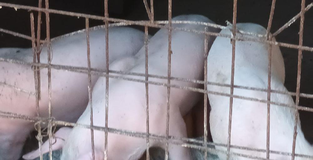 purcei pietrain cu landrace